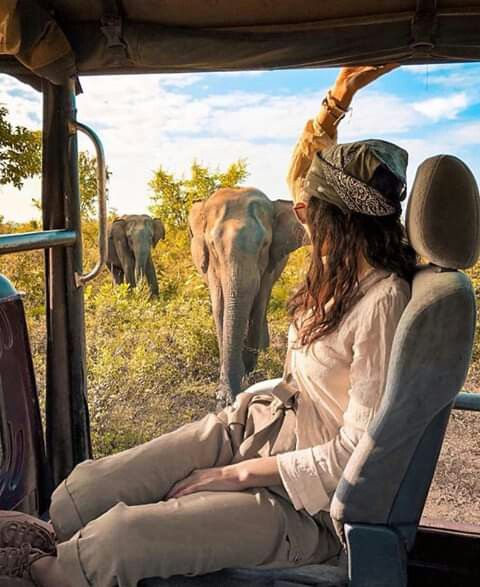 Wildlife Safaris